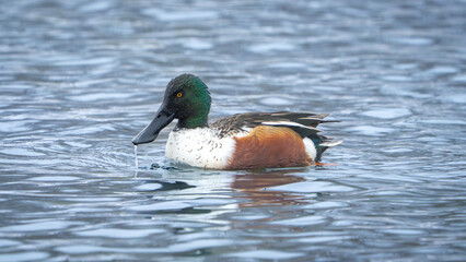 Fototapeta premium Northern Shoveler
