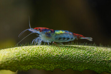 A small, multicolored freshwater shrimp Red Rili Shrimp (Neocaridina davidi) traverses a textured green leaf. Close-up macro highlights delicate legs, long antennae, and intricate patterning