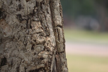 Tree trunk and bark texture blur background