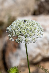 Close up of Queen Anne's Lace also known as Cow Parsley, or Wild Chervil  scientific name Anthriscus lamprocarpus which grows wild throughout the countryside in Israel.
