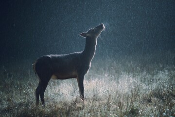 Majestic deer captured in serene meadow, illuminated by moonlight. Night wildlife photography showcasing natural beauty and tranquility.