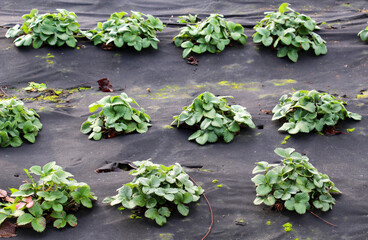 Growing strawberries using black agrofiber