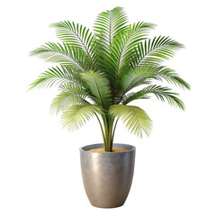 Obraz premium 3d tropical palm tree in modern planter isolated on transparent background