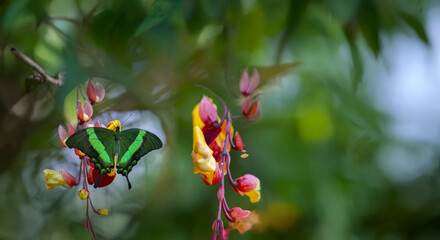 Butterfly Green swallowtail butterfly, Papilio palinurus in a rainforest