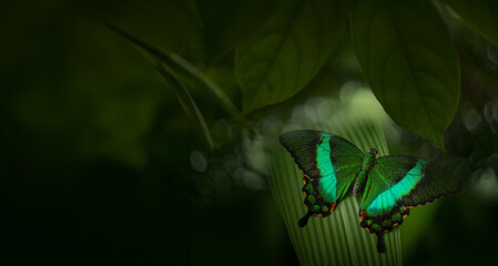 Butterfly Green swallowtail butterfly, Papilio palinurus in a rainforest