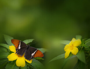 Butterfly Siproeta epaphus in a rainforest