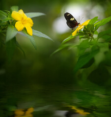 Butterfly Heliconius Hacale zuleika in a rainforest