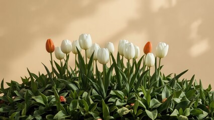 A bouquet of white and orange tulips with green leaves against a beige background.