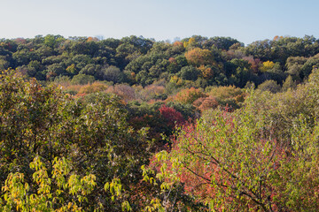 treetops in autumn