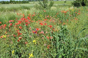 Wild flowers grow in the field.