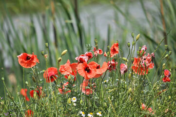 Wild flowers grow in the field.
