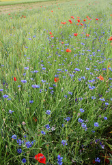 Wild flowers grow in the field.
