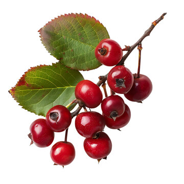 Fresh Serviceberry Cluster Isolated On Transparent Background