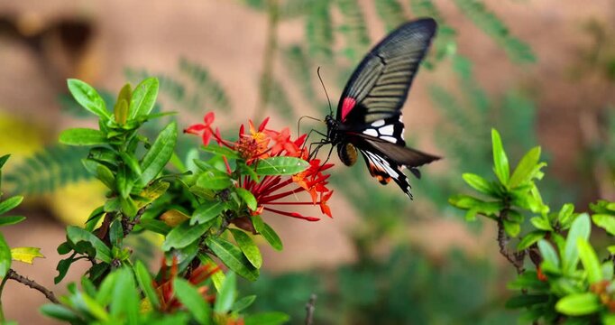 Black butterfly perches on vibrant red Ixora flowers in lush garden. Nature beauty, delicate pollination concept. Macro shot, slow motion.