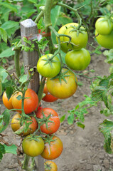 Tomatoes are grown in the open ground