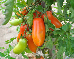Tomatoes are grown in the open ground