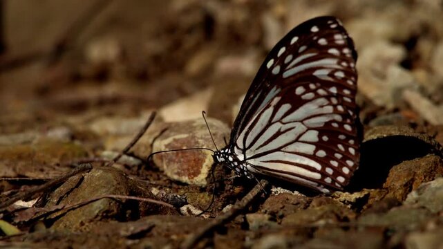 A serene closeup video of a glassy tiger butterfly puddling in a Himalayan landscape during winter daytime.