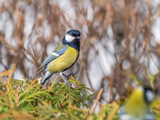 Naklejka premium Cute bird Great tit, songbird sitting on the fir branch