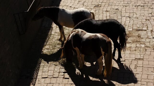 Three ponies eating hay on a paved ground in an outdoor enclosure. Concept of animal care, feeding routine, domestic animals, calm rural atmosphere