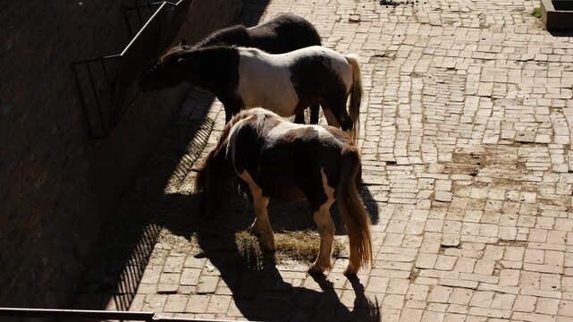 Three ponies eating hay on a paved ground in an outdoor enclosure. Concept of animal care, feeding routine, domestic animals, calm rural atmosphere