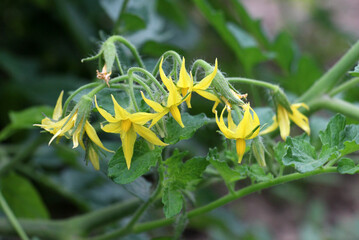 Tomatoes are blooming in the farm field