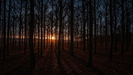 Obraz premium Sunset through bare trees in a forest with long shadows and warm light, creating a peaceful and natural scene.