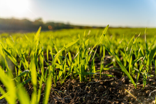 Green wheat sprouts stretch towards the sun in a tranquil winter field, embodying nature's resilience and the promise of growth