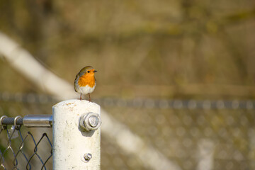 European robin perched on metal fence post