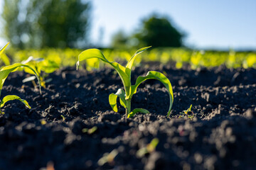 Green corn sprouts emerge from dark soil, basking in sunlight, showcasing the beauty of farming in a flourishing field