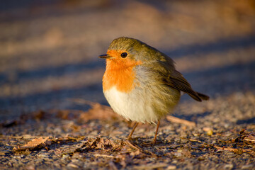 European robin standing on ground in warm sunlight