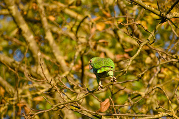 Young yellow-headed amazon parrot perched on tree branch