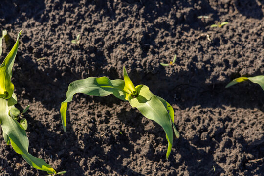 Fresh maize plants break through the ground, stretching their vibrant green leaves toward the sky as they begin their growth journey