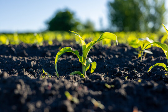 New corn seedlings emerge from rich black earth as the morning sun bathes the expansive agricultural field in warm light