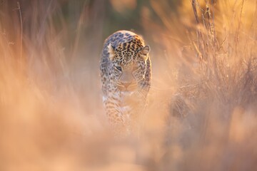 Majestic leopard prowling through golden grasslands, showcasing its spotted fur and stealthy movement in a vibrant natural habitat.