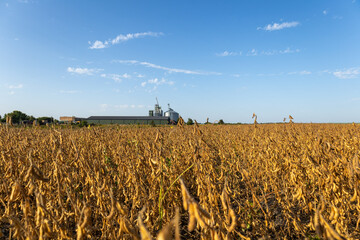 Golden soybean plants stand tall in a sunlit field, swaying softly in the warm breeze as farmers prepare for harvest near silos © ProStockPhoto