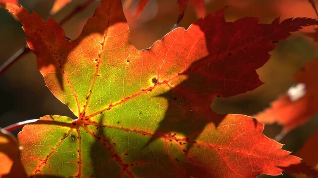 Close-up of colorful Autumn maple leaf with vibrant red and green colors.