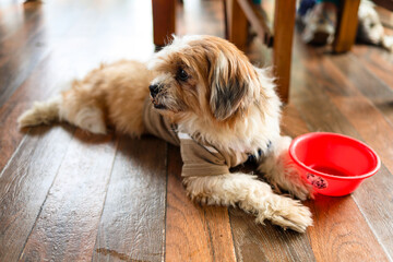 Dog resting near food bowl in indoor area