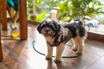 Small dog standing on wooden floor inside cafe