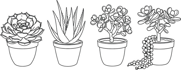 Set of 4 Succulent plants outline echeveria aloe jade plant and string of pearls in pots