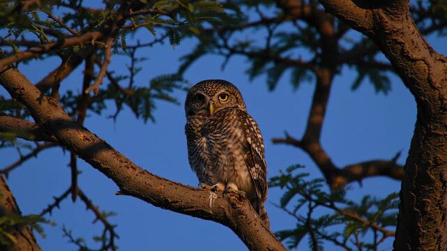 Spotted owlet perched on tree branch against blue sky, wildlife photography.