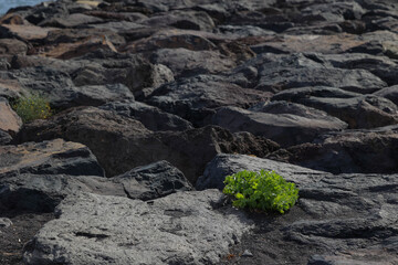 Fototapeta premium Close up panoramic view of a small green plant growing between dark volcanic rocks on a Tenerife shoreline in the Canary Islands, Spain
