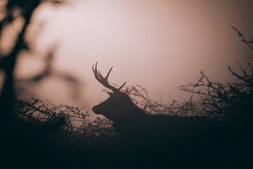 Majestic stag silhouette in misty forest, showcasing serene wildlife scene. Nature photography capturing tranquil beauty and wilderness allure.