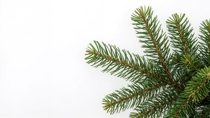 Close-up of pine tree branches with green needles on a white background.