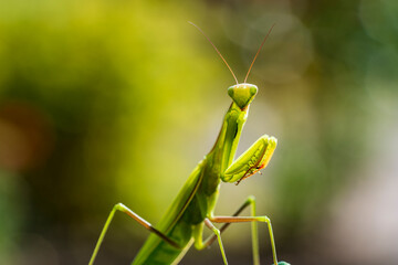 Green praying mantis or european mantis sits in garden, closeup. Female mantis religiosa in nature
