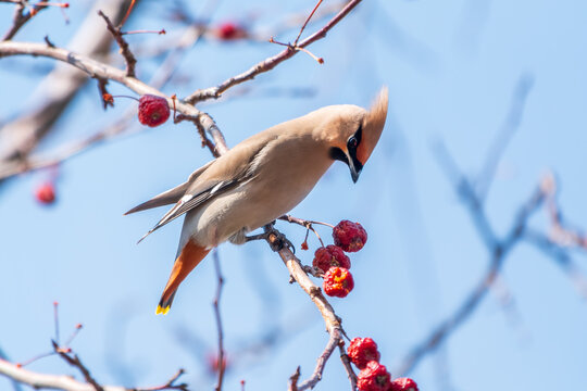 Bohemian Waxwing, Bombycilla garrulus, sitting on the bush and feeding on wild red apples in winter or early spring time.