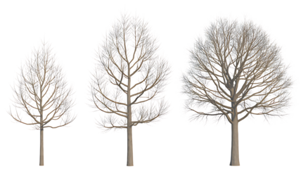Three bare trees in a row isolated on transparent background