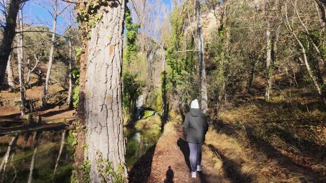 Majestic view looking up at a tall, ancient tree in the Fuentetoba natural area, with winter sunlight filtering through the bare branches, highlighting the serene atmosphere of the Soria forest.