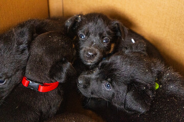 Puppies in box. Black puppy adopt pet