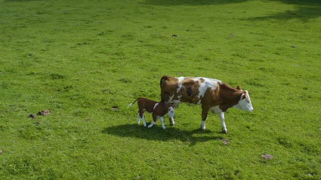Aerial view of cows in Germany on a sunny day in summer on a pasture. A cow and it's calf walking along.