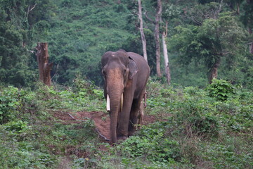 An enormous African elephant with large tusks and a long trunk walks through the zoo park, 